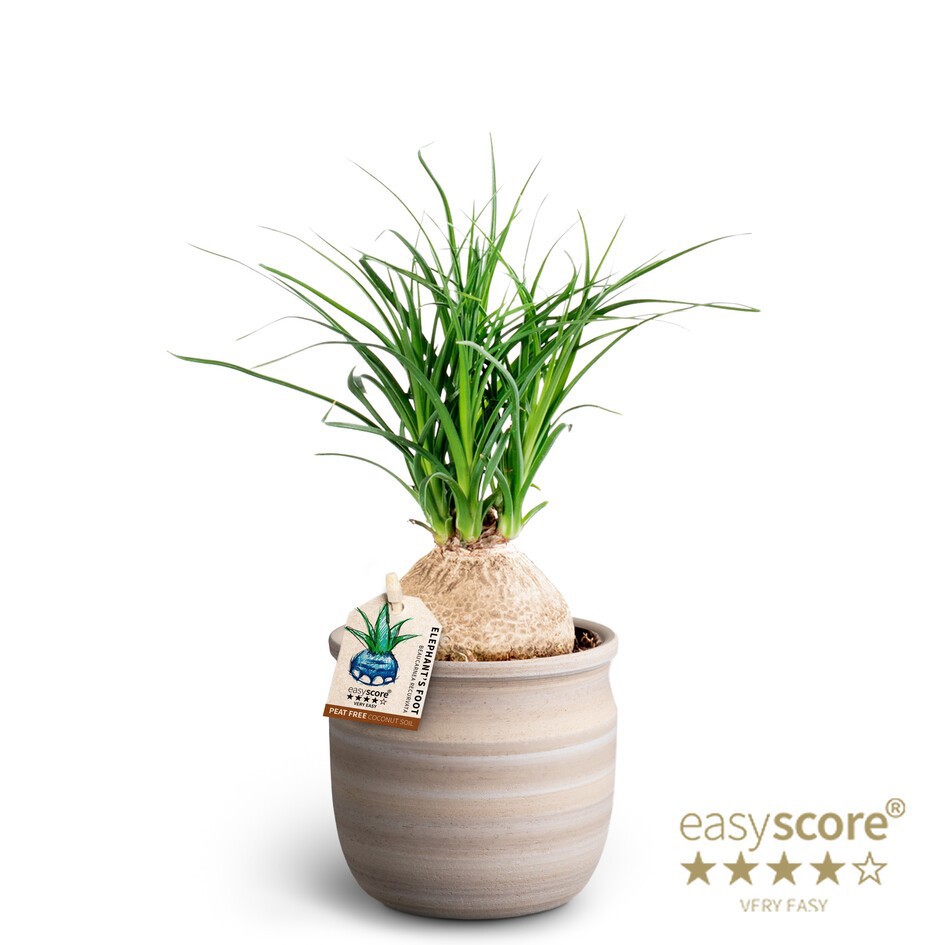 Maceta Sand, Beaucarnea Nolina, D 10