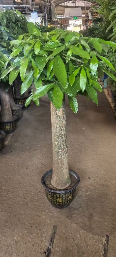 Пахира ствол 35-40 150-170 35 150