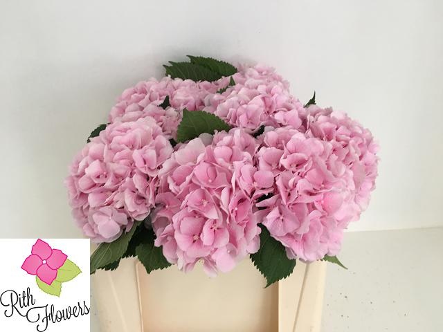 Гортензия Верена Пинк 50, шт.