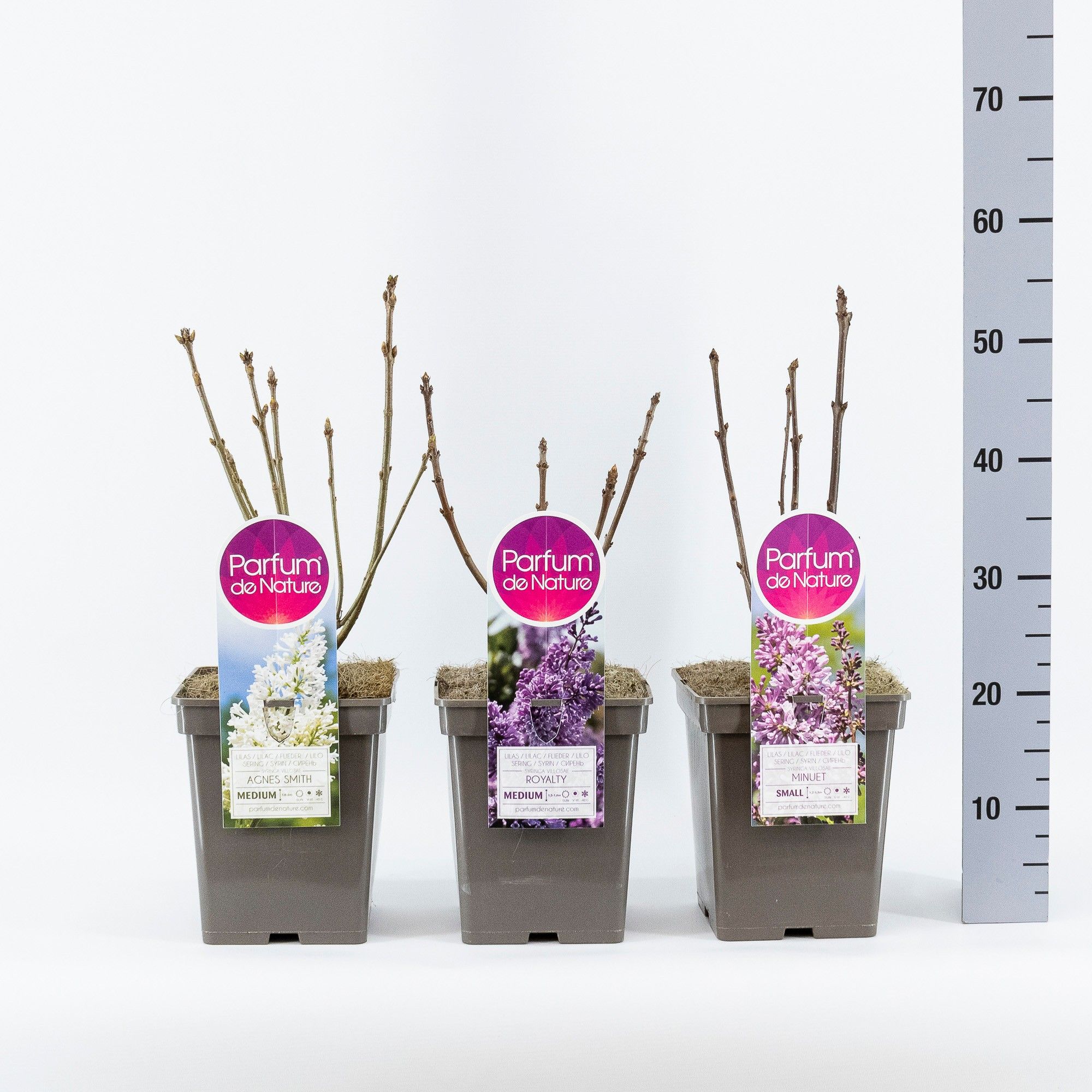 Syringa Villosae mix, C5, D 23 cm