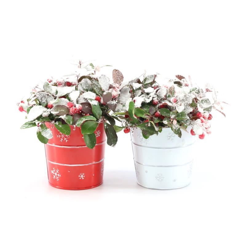Gaultheria pr. 'Big Berry'® P10 in Zinc X-mas Duo + Snow, D 12 cm