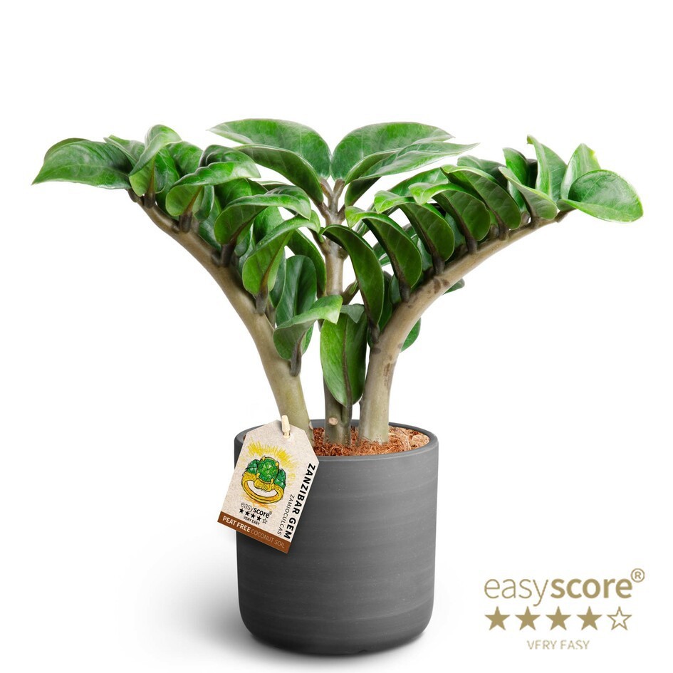 Raw Black, Zamioculcas ´Zenzi´, D 12