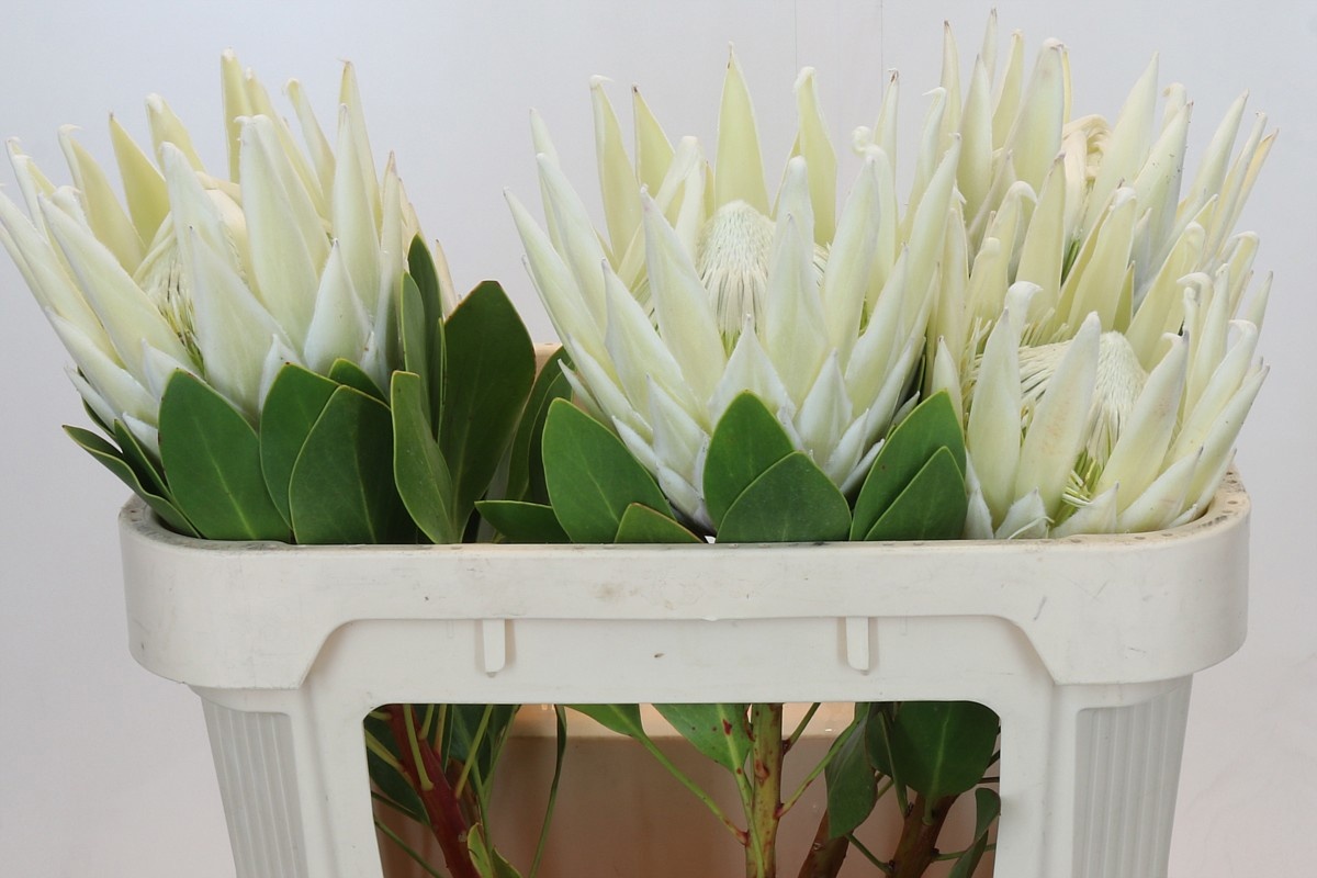 Протея Айова Арктик Айс 70, шт.