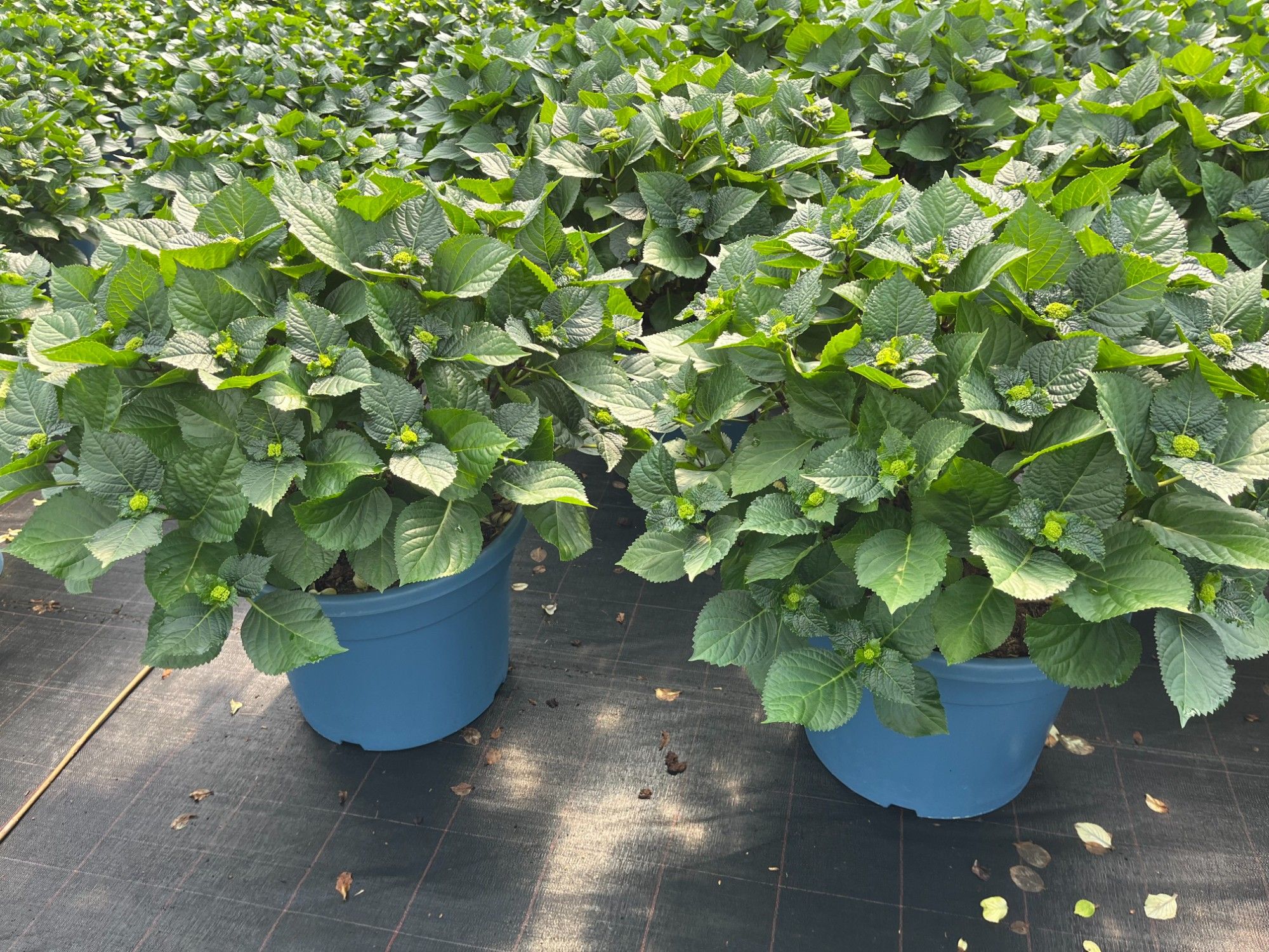 Hydrangea mix cc 33cm, D 33