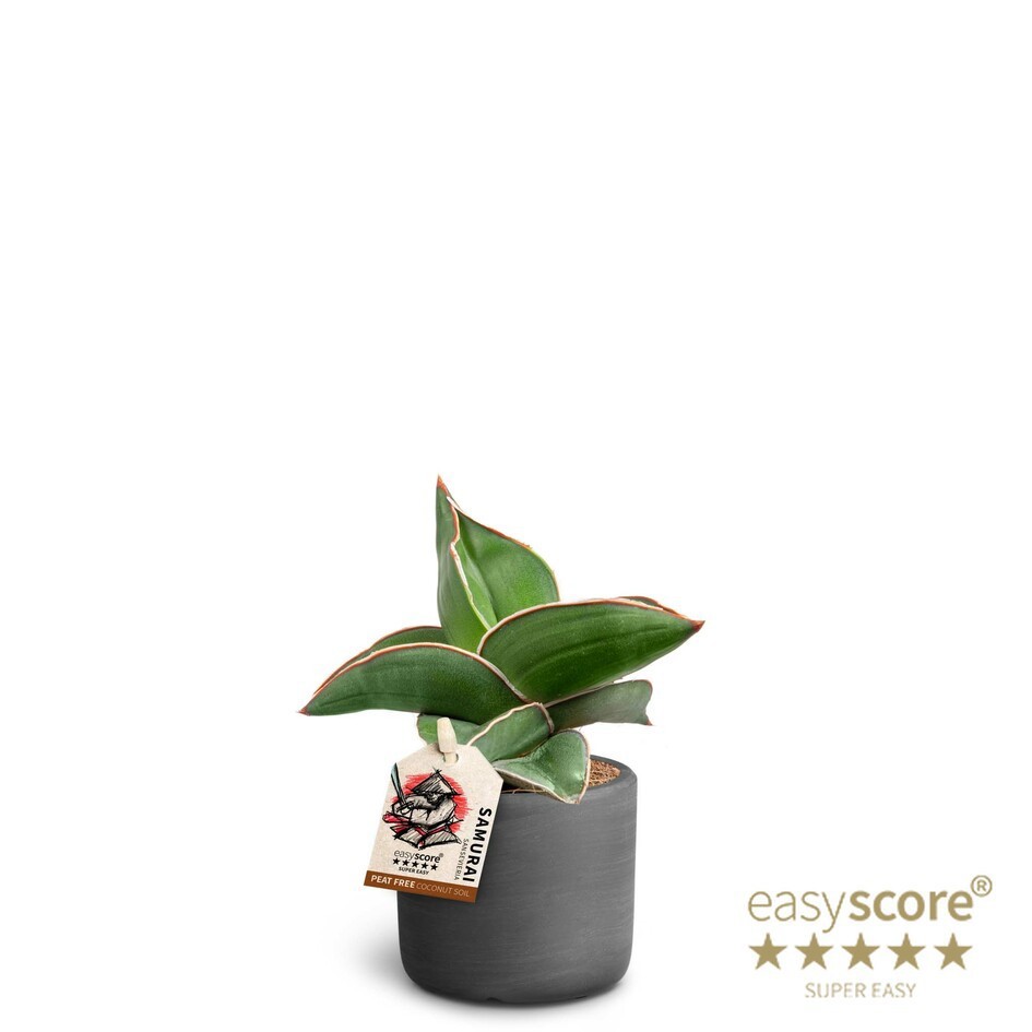 SANSEVIERIA EHRENBERGII 40635050 Raw Black 'SAMURAI DWARF', D 6 cm SANSEVIERIA EHRENBERGII 40635050 Raw Black 'SAMURAI DWARF', D 6 cm