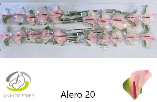 Антуриум Алерт x20, шт. Антуриум Алерт x20, шт.