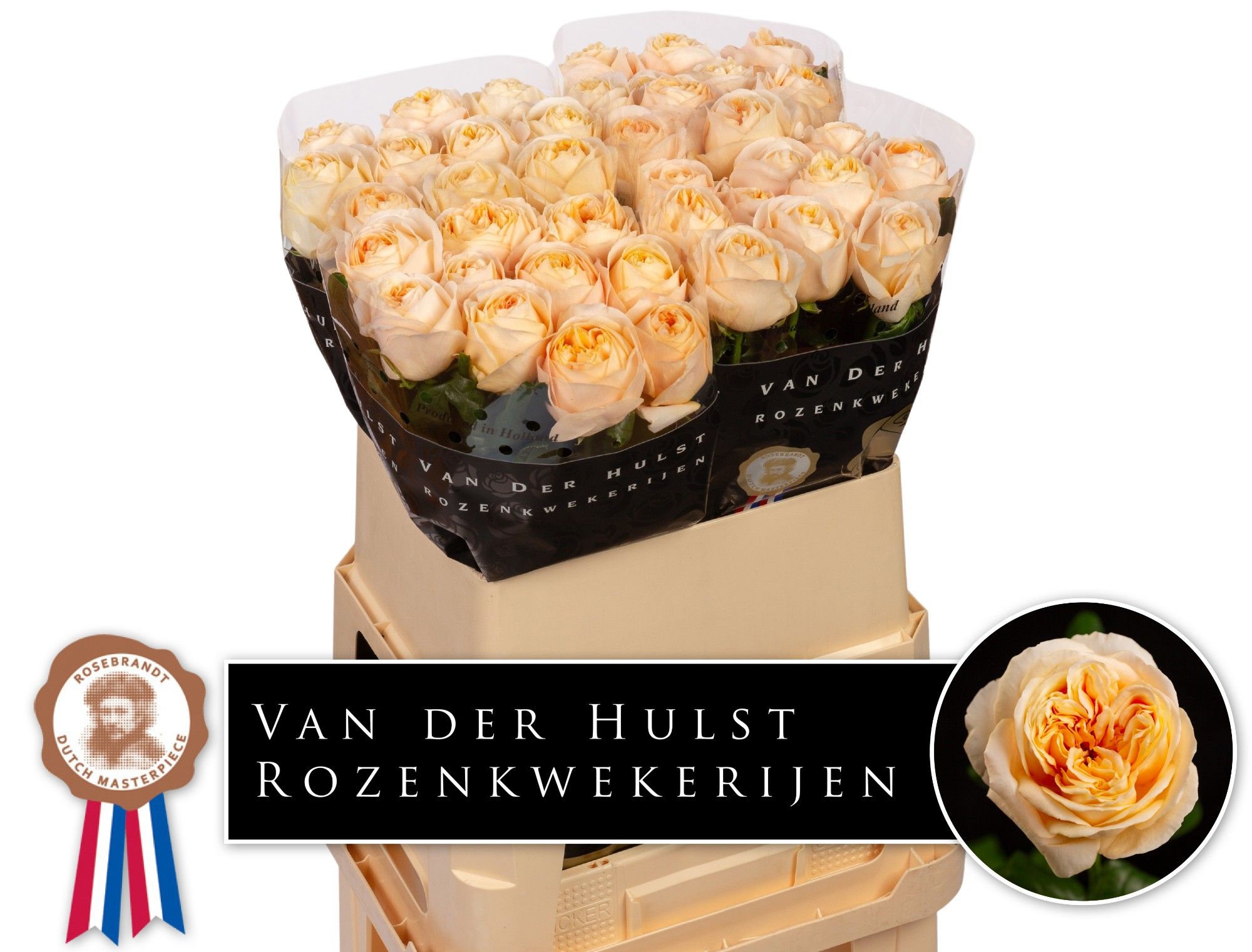 Роза од. Лондон Тауэр 80, шт.