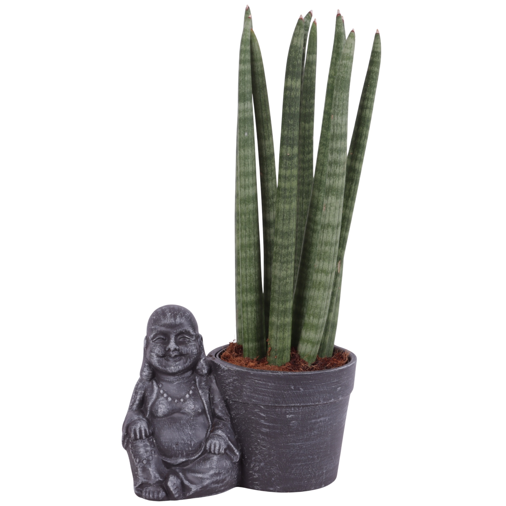 Sansevieria Cylindrica Straight 10 Leaf in Ceramic Buddha Ø21cm, D 21