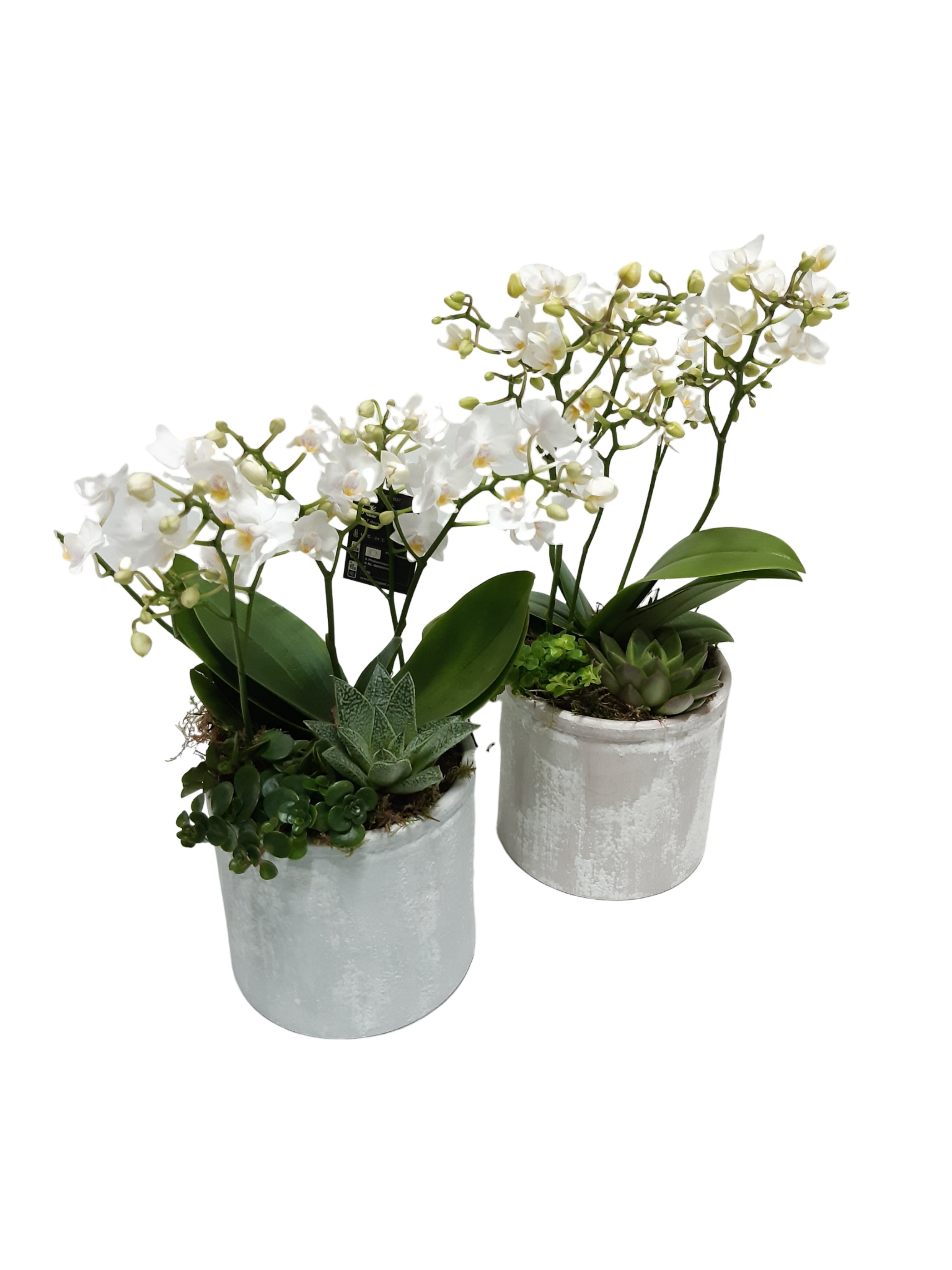 PP14PWOGMX Handmade Ceramic 14cm Wild Orchids 4t+ Succulentmix, D 14