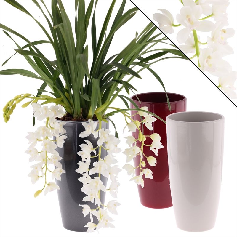 Cymbidium p14 cascade Ice 3-4T in keramiek mix, D 14