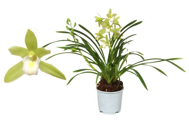 Cymbidium p12 Mint Source 2T10+, D 12