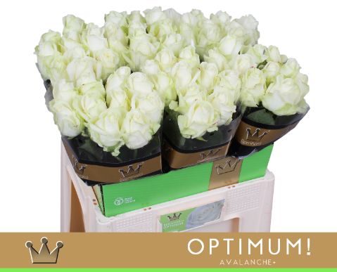 Роза од. Аваланш+ 60, шт.