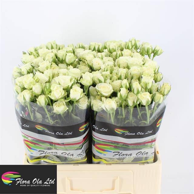 Роза куст. Сноуфлейк 60, шт.