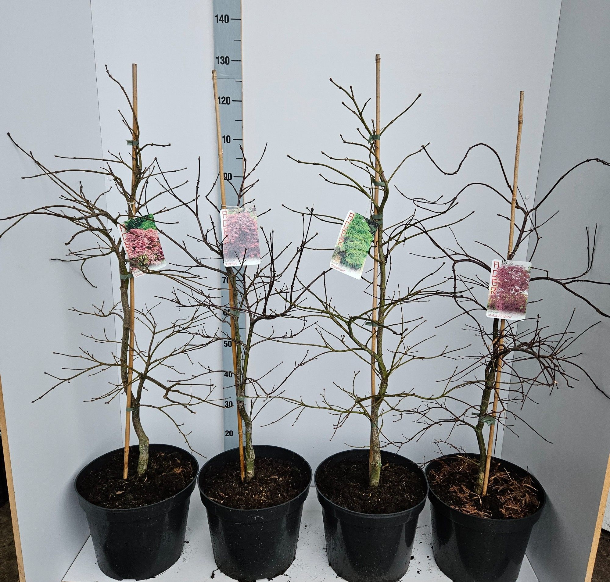 Acer palmatum Mixlaag (Garnet, Dissectum, Ornatum, Inaba-Shidare), D 31