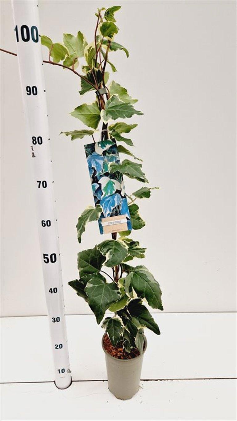 Hedera algeriensis ‘Gloire de Marengo’ - gestokt, D 14 cm