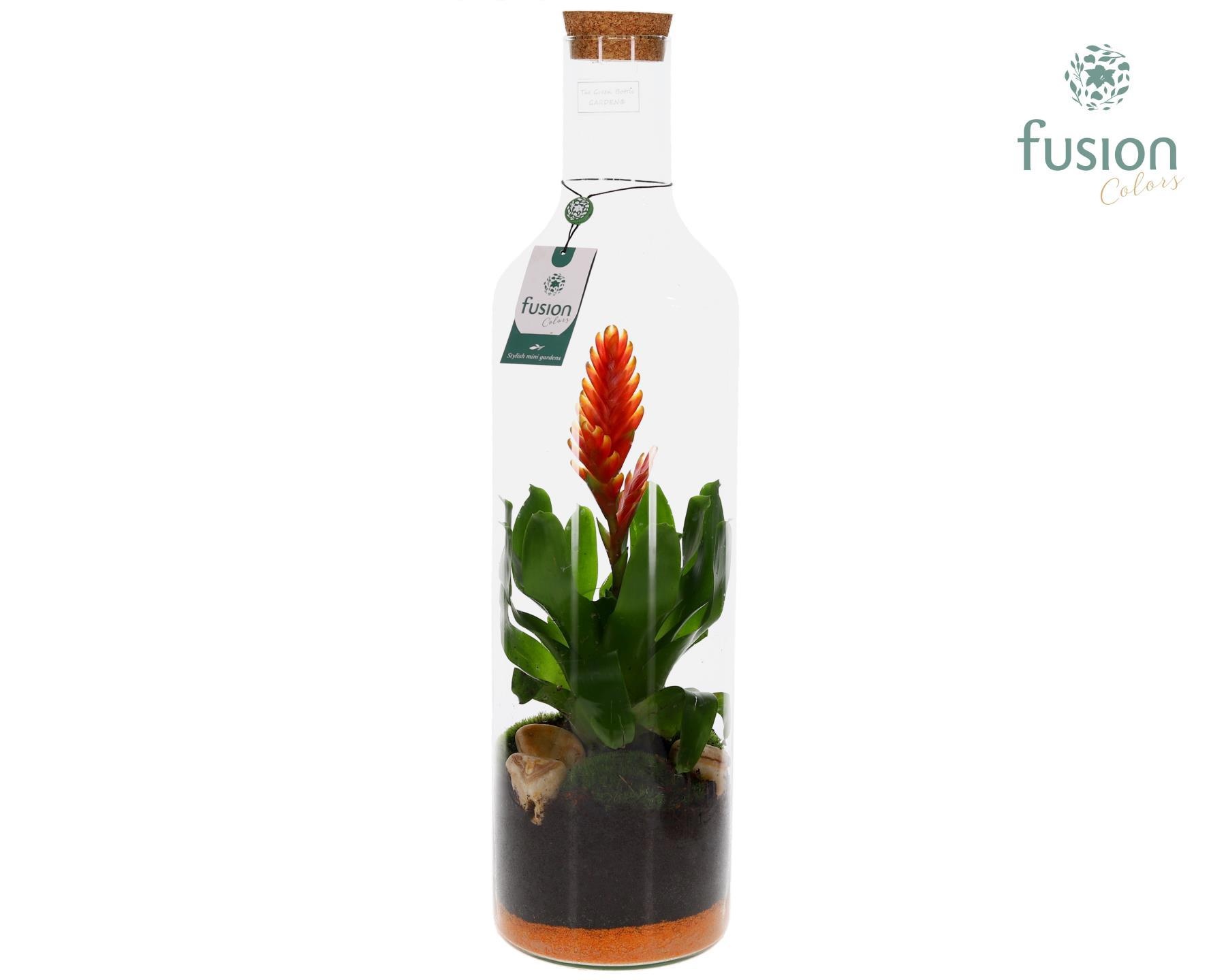 Green Bottle fles Jumbo met bromelia, D 17