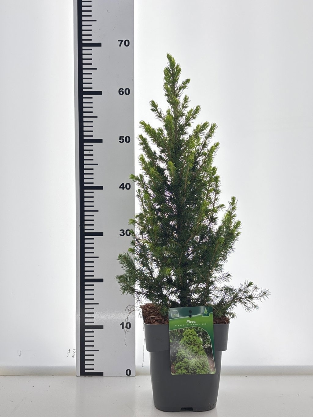 Picea glauca 'Rainbow end', D 19