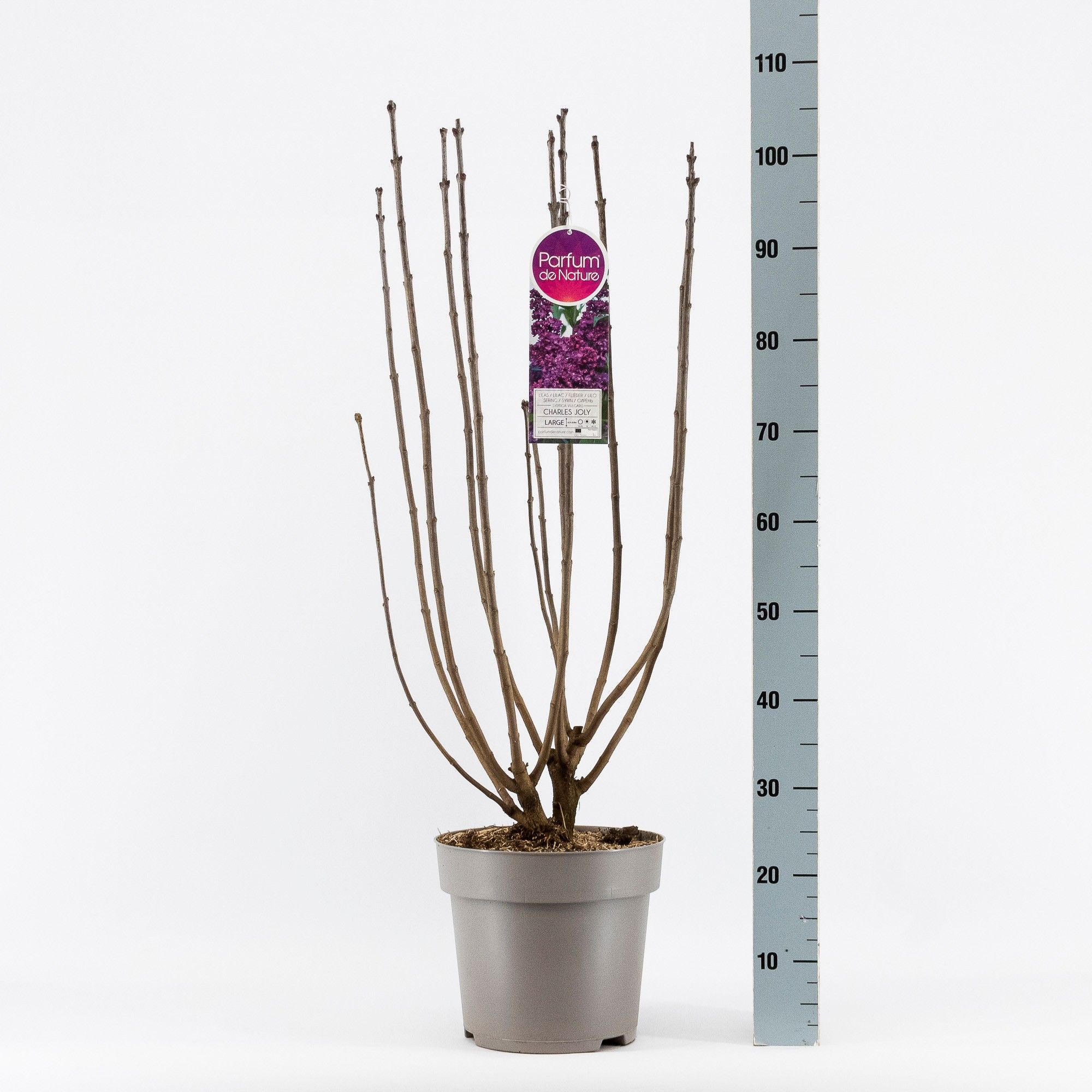 Syringa vul. Charles Joly, 2-jarig, C10 Solitair, D 27