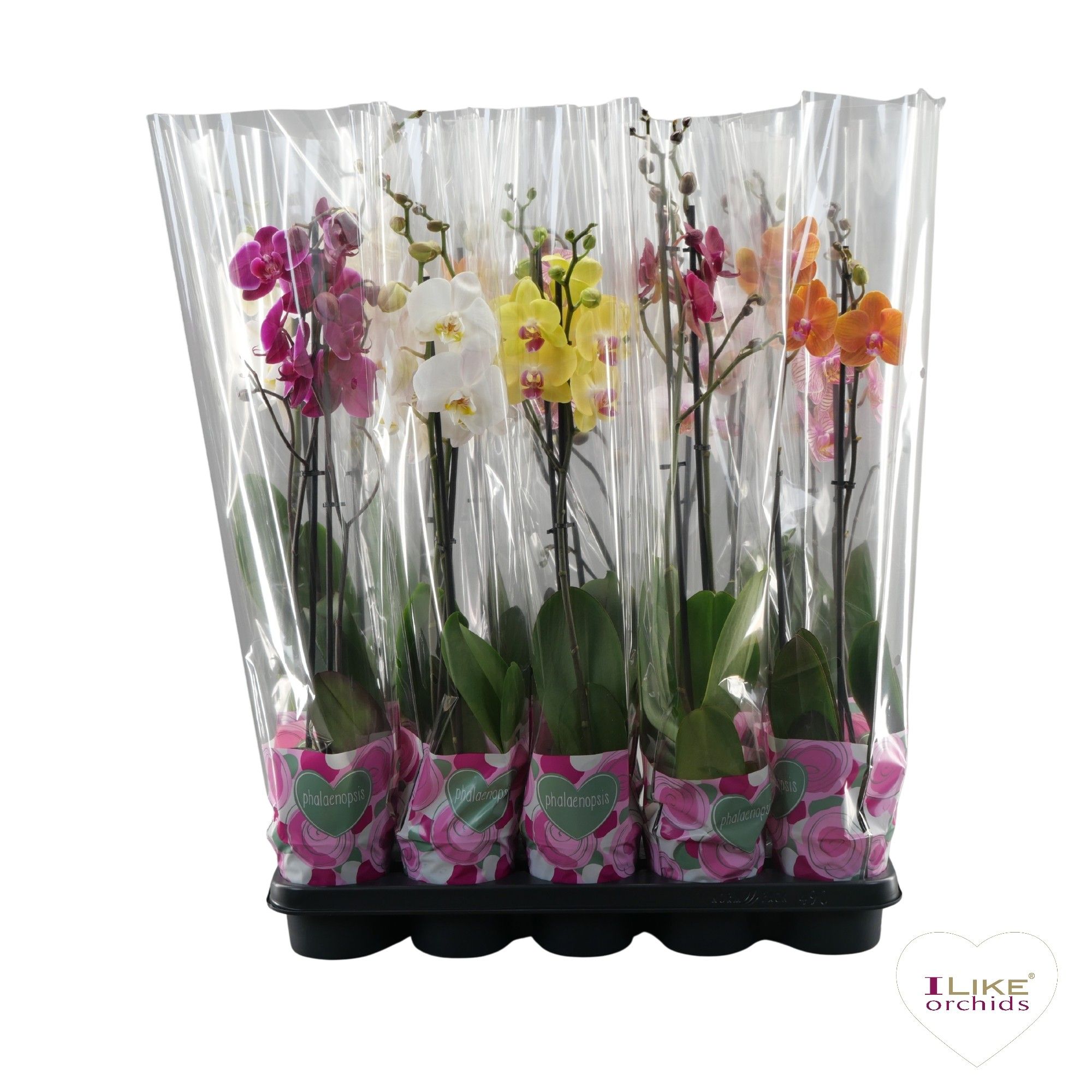 Phalaenopsis mix - 2 tak 50cm A2, D 12 cm