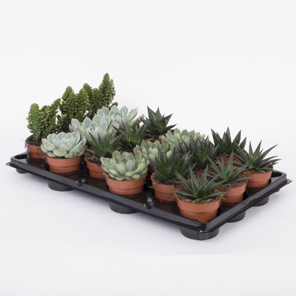 Succulent Mix P8,5 cm, D 9