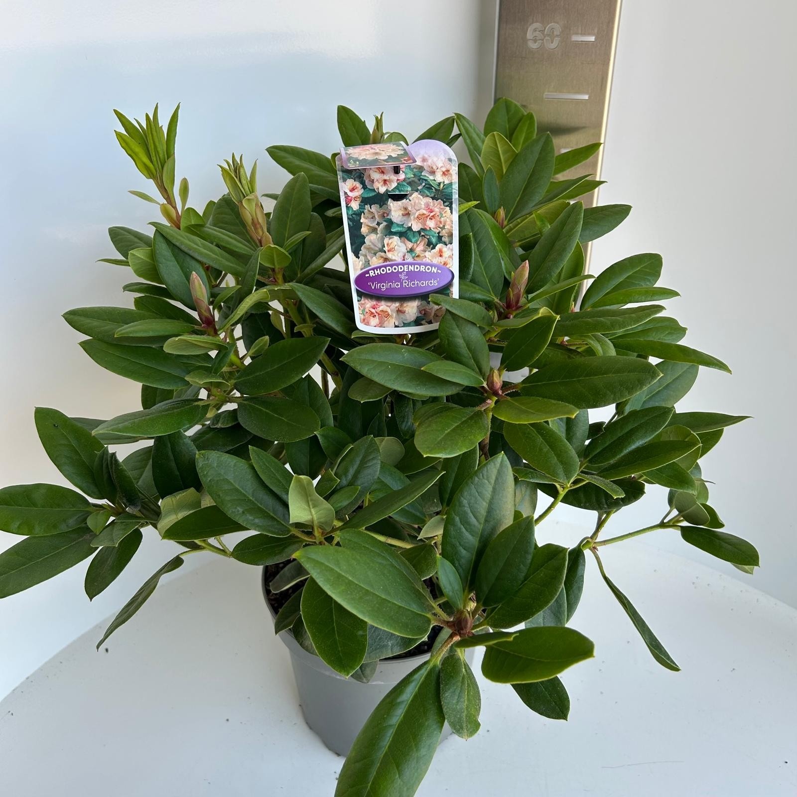 Rhododendron 'Virginia Richards', D 23