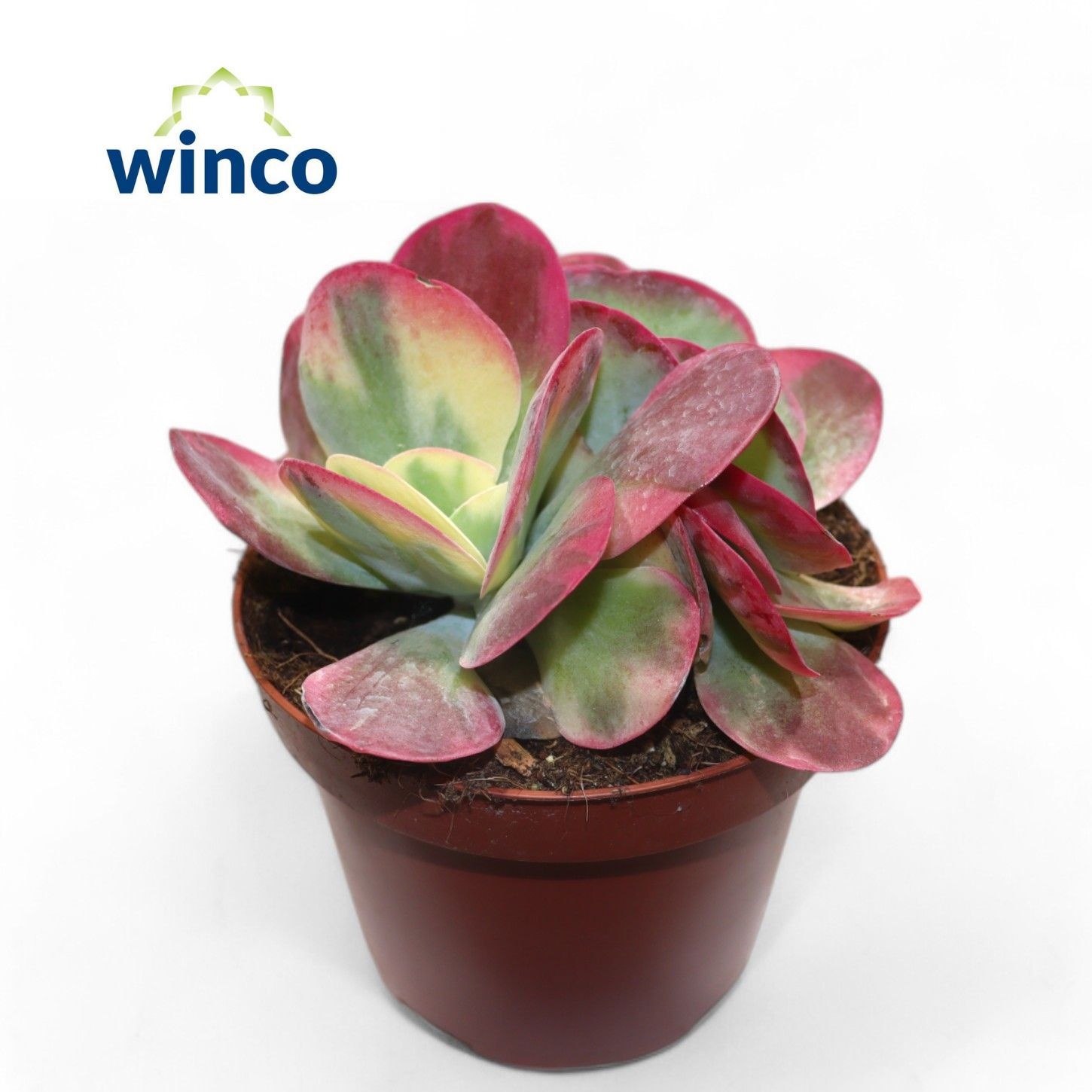 Kalanchoe Thyrsiflora Variegata (group), D 13 cm