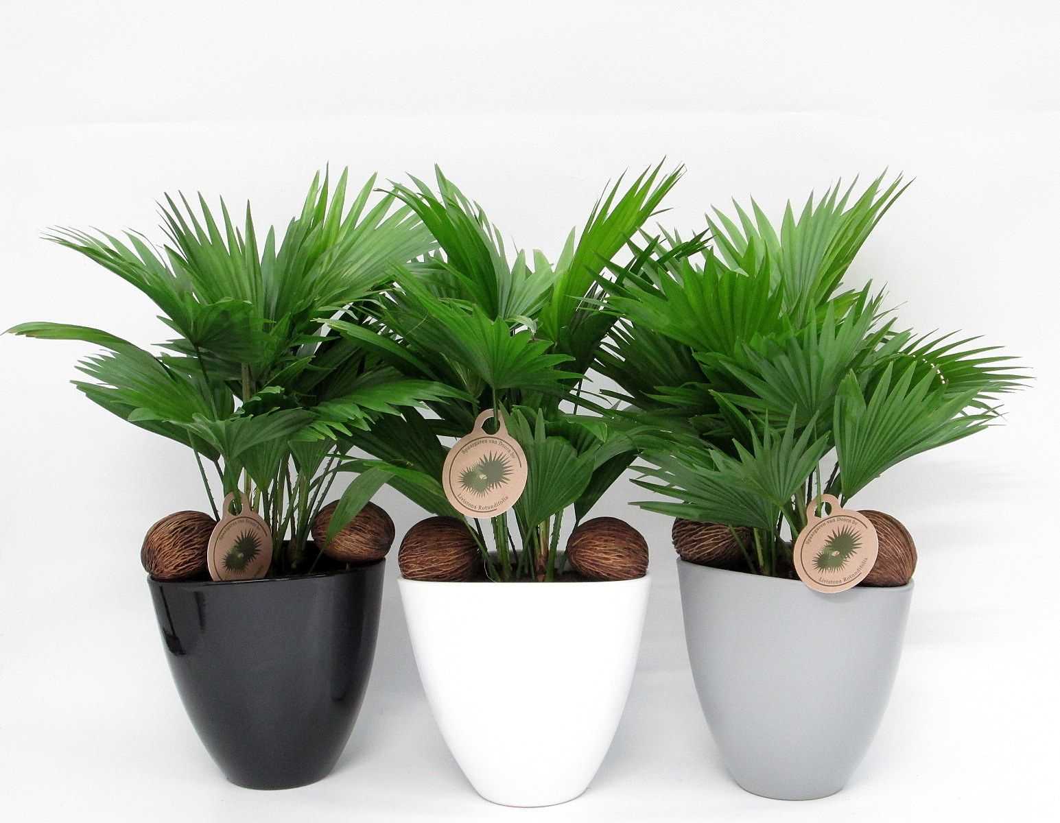 Livistona rotundifolia in avani pot, D 22