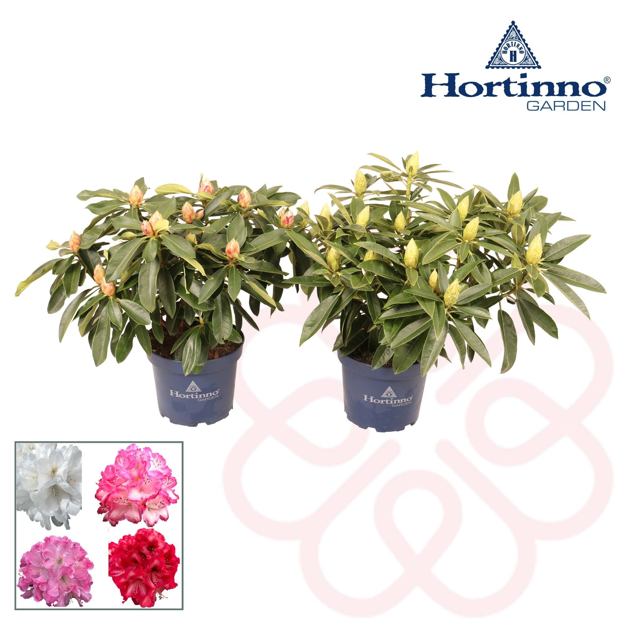 Hortinno® Garden XXL Collection gemengd groen 50 - 60 cm, D 23 cm