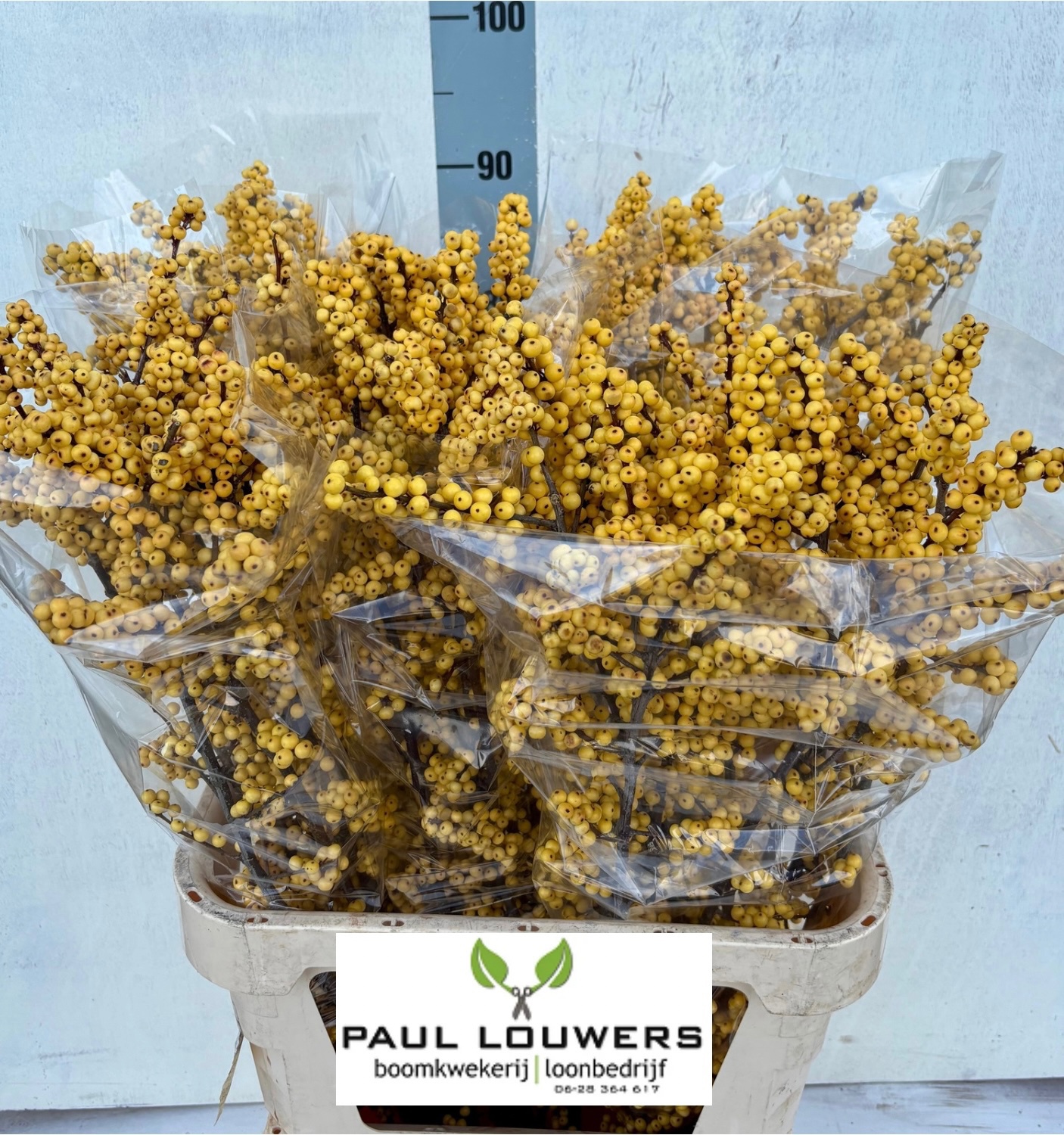 Илекс Мэджикал Цитронелла 90, шт.