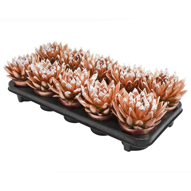 Miranda coloured bronze + snow, D 10,5