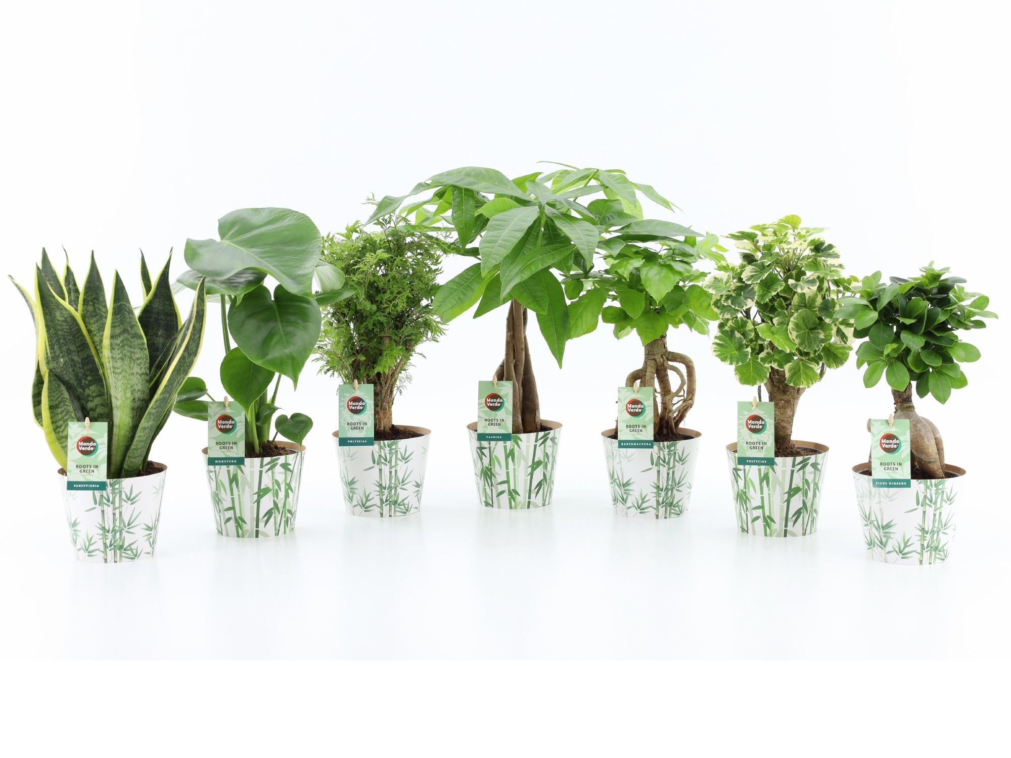 Exotic Green Mix in Potcover Bamboo, D 12