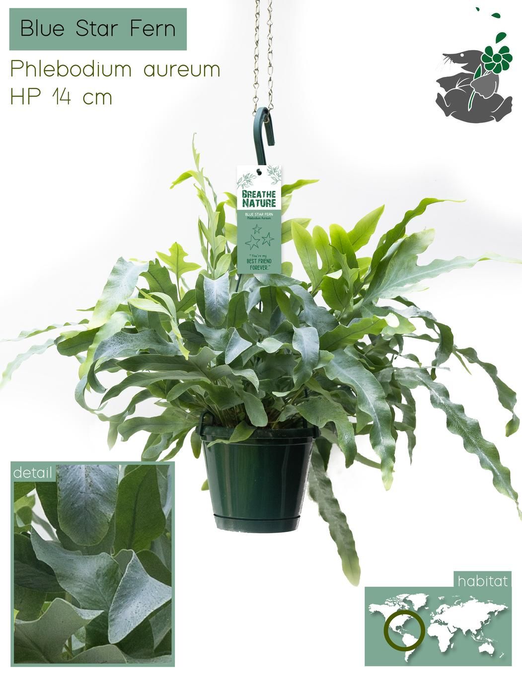 Phlebodium Mandaianum Blue HP14, D 14