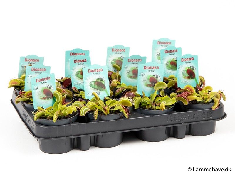 DIONAEA MUSCIPULA NR 137, D 9