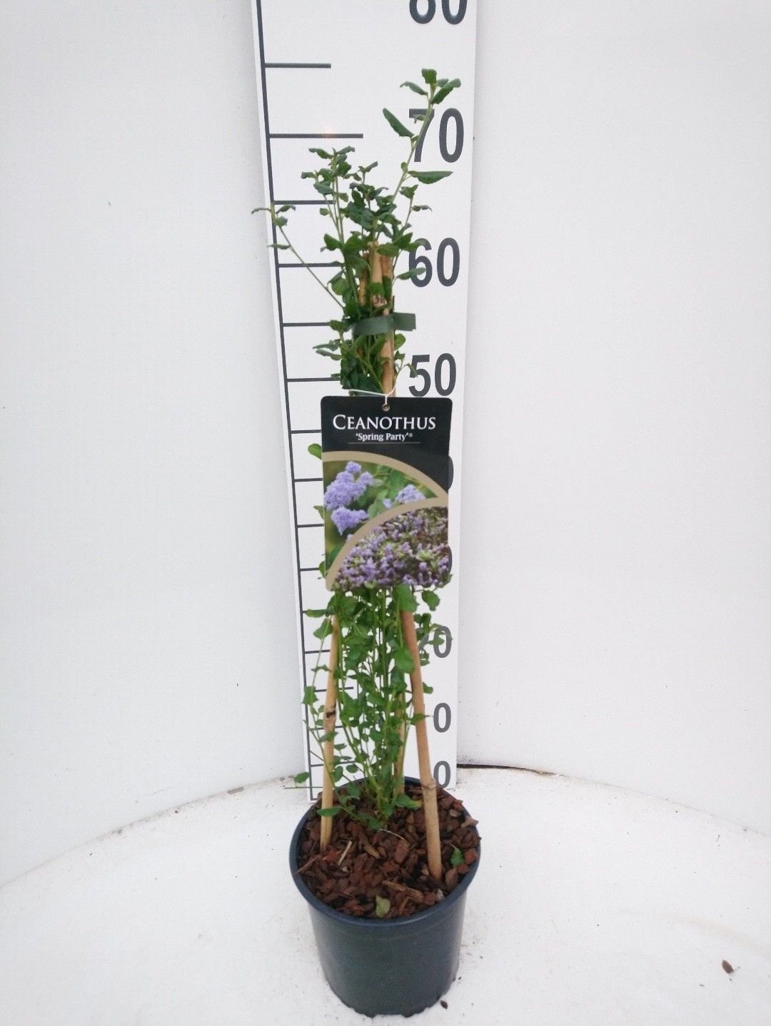 Ceanothus Spring Party, D 17