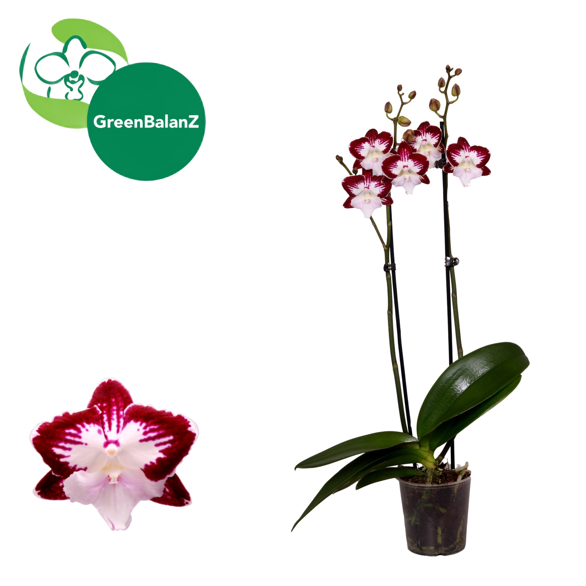 DesignZ - Tinkerbell's KizZ 2 tak, D 12