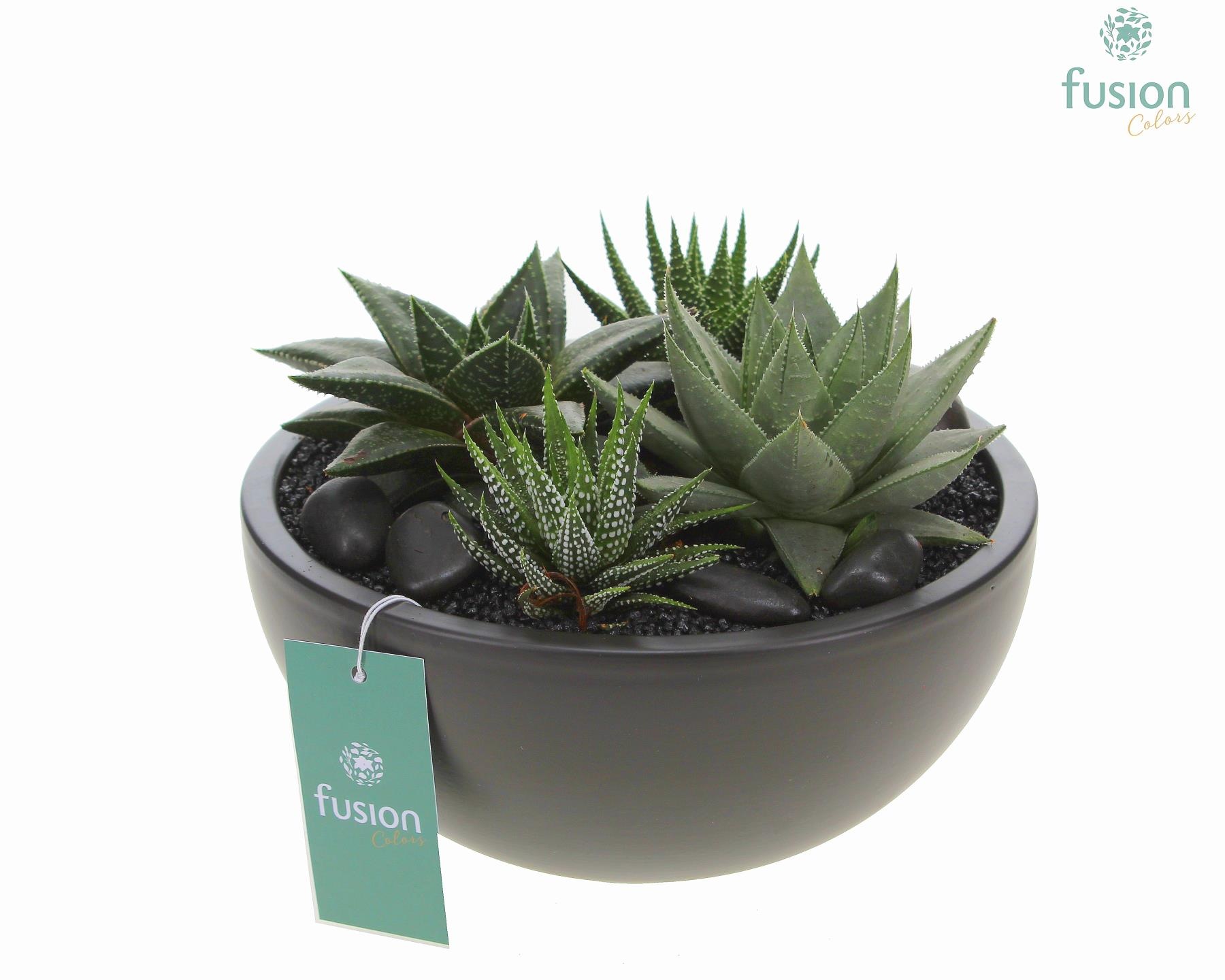 Schaal keramiek Moon Large zwart met Succulenten, D 22