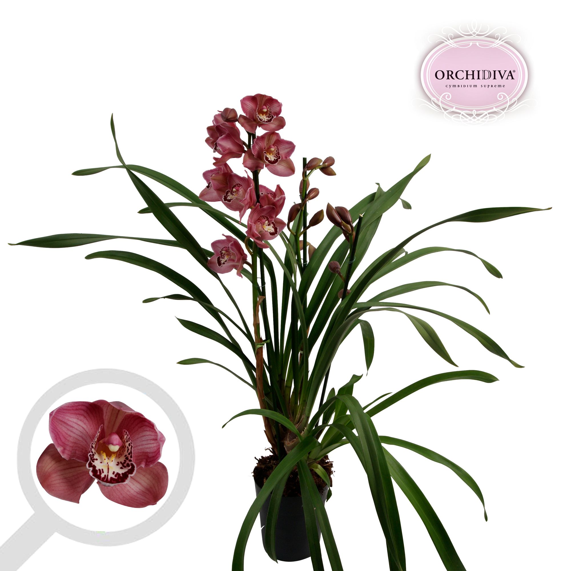 Cymbidium Bed Rock 3-4 tak, D 14
