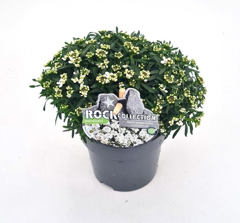 Iberis sempervirens Rockcollection Wit, D 10,5