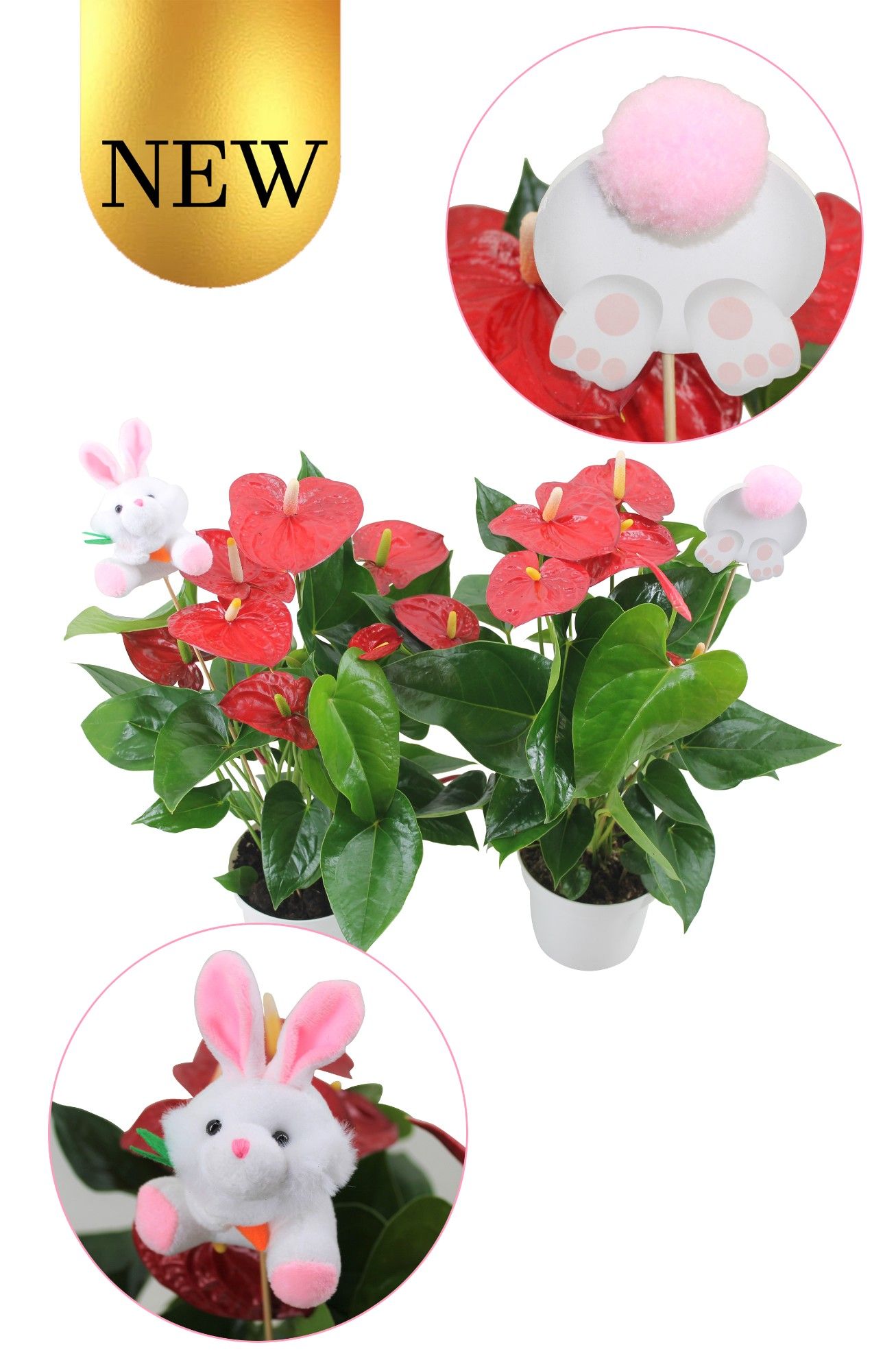 Anthurium XL.9 Jambo Red 14cm met paasstekers, D 14