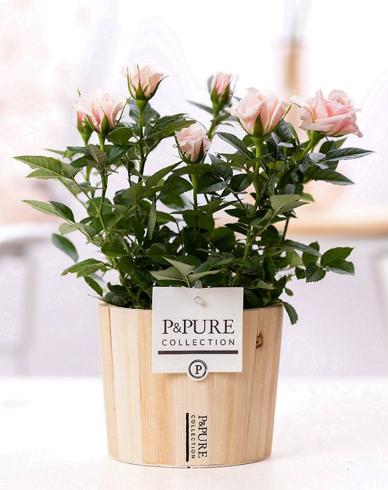 Rosa light pink in P&PURE Wood 5, D 12