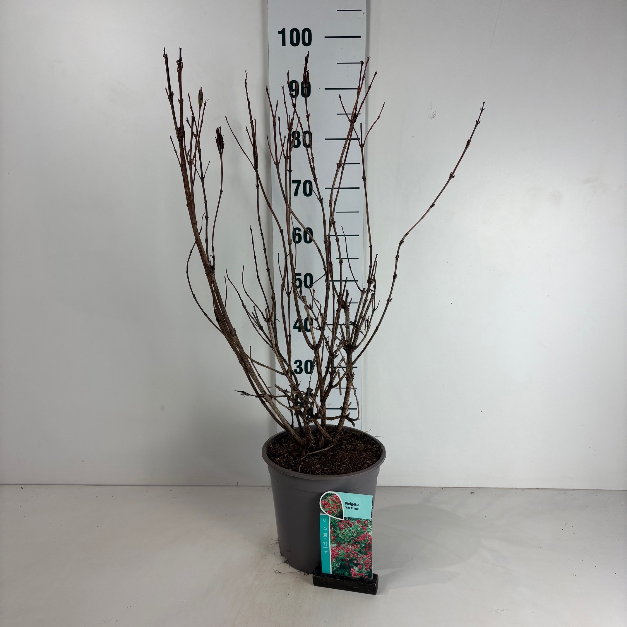 Weigela Red Prince, D 24