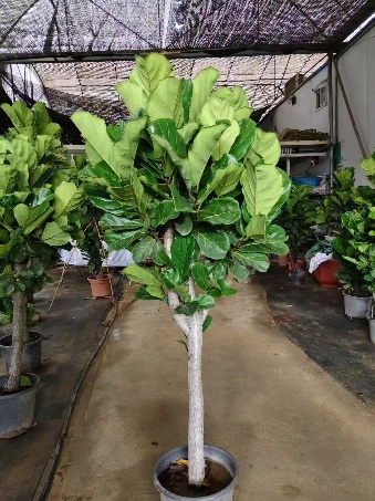 суккулент 140 Премиум Тво-тоне Кристмас Кактус 14 28