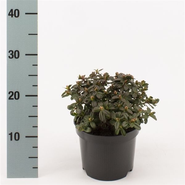 Rhododendron 'Wren', D 17