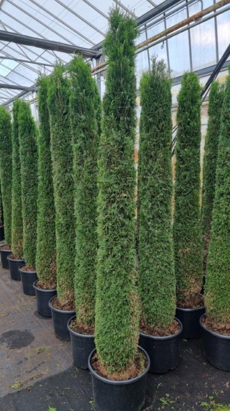 Thuja occ. 'Smaragd', zuilvorm, D 50