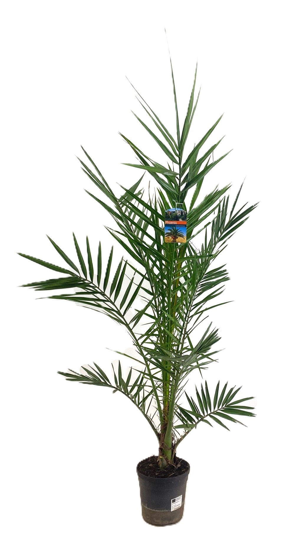 Phoenix canariensis, D 19