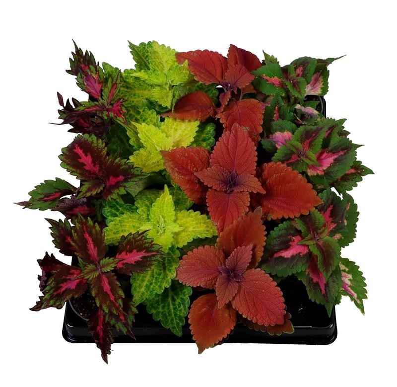 COLEUS BLUMEI-HYBRID 'Mix', D 6 cm