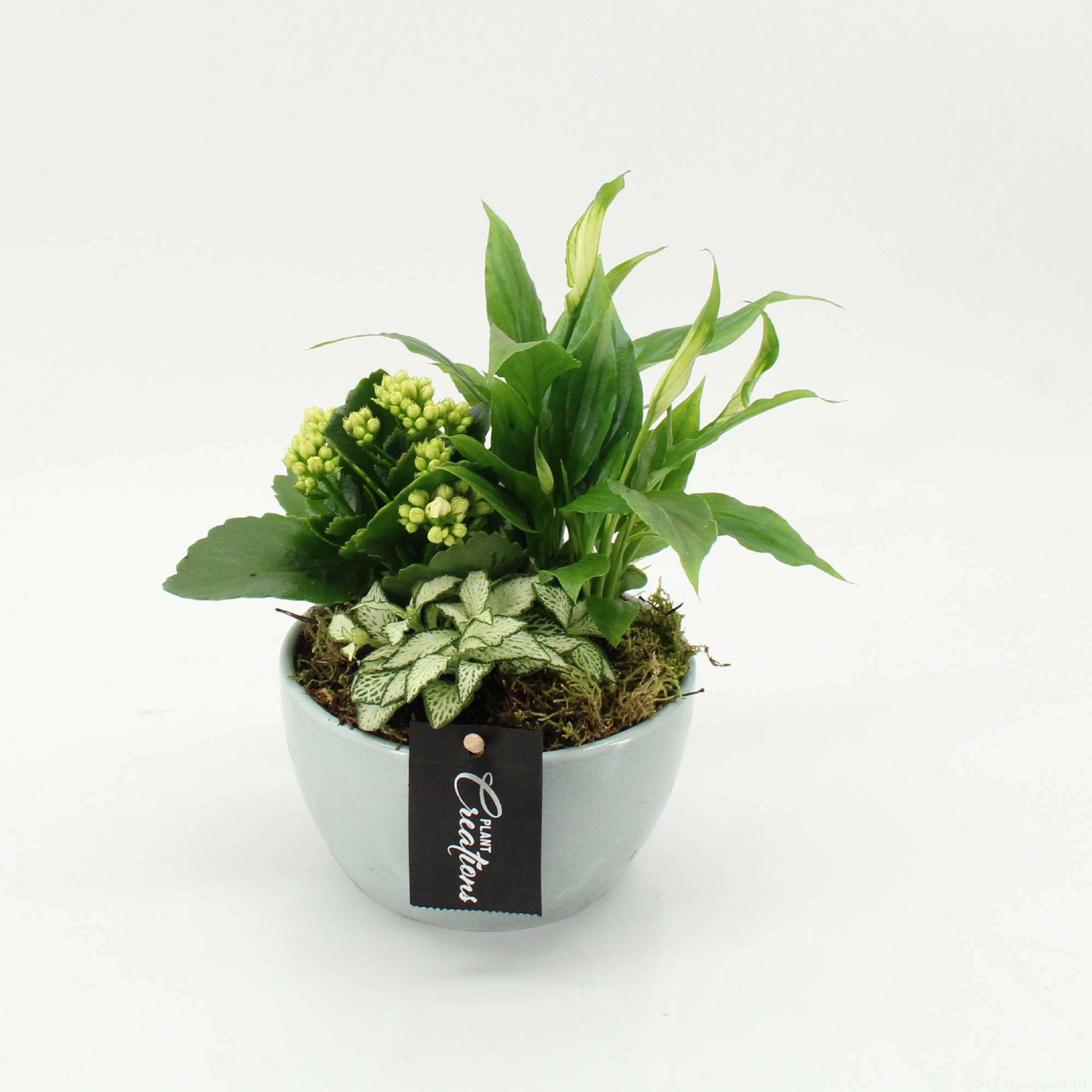 PROMO-2604 Blue Monday, D 13