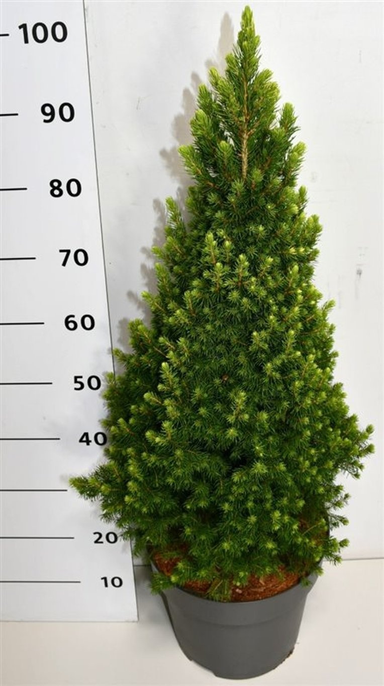 Picea gl. 'Rainbow's End', D 32