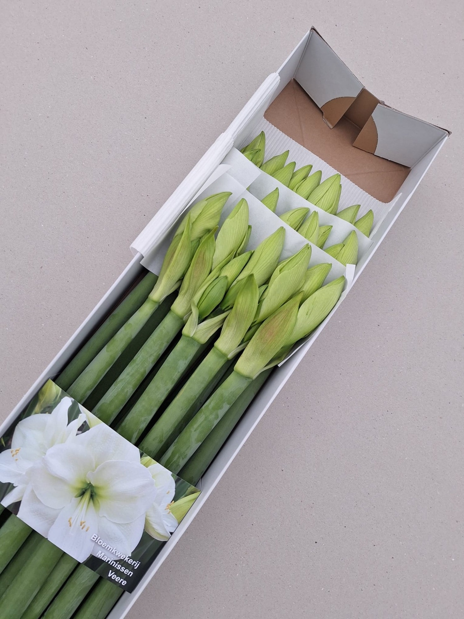 Амарилис Албарино (бел.) x15, шт.