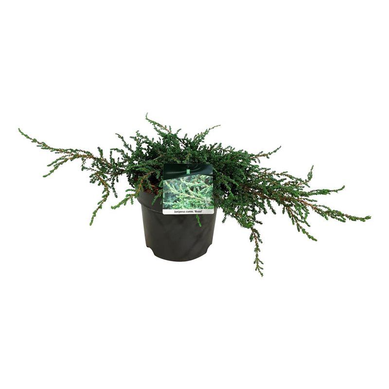 Juniperus comm. 'Ristol', D 24 cm